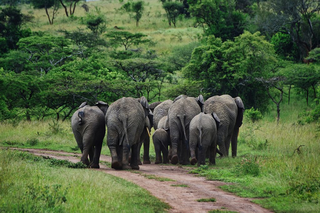 Elephants in Rwanda