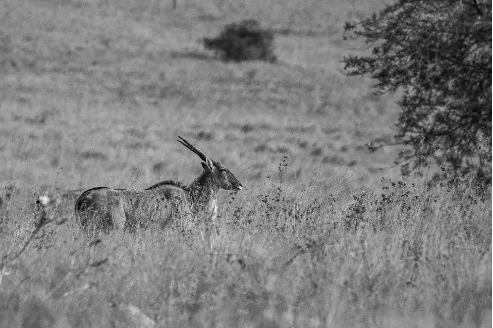 Akagera National Park