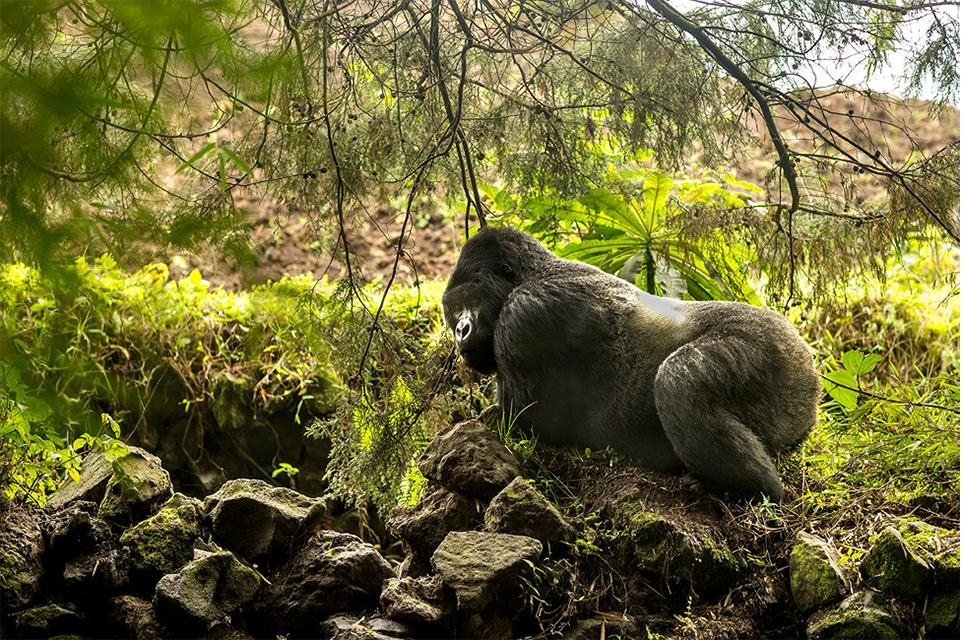 Gorilla Trekking in Volcanoes National Park