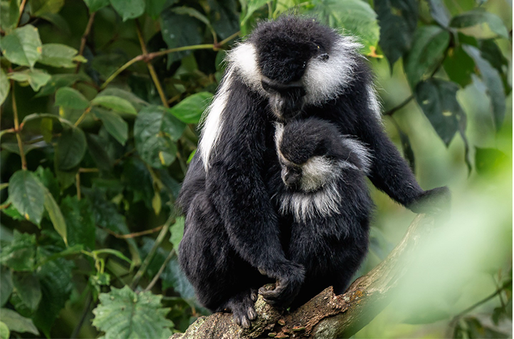 Monkey in Rwanda Forest