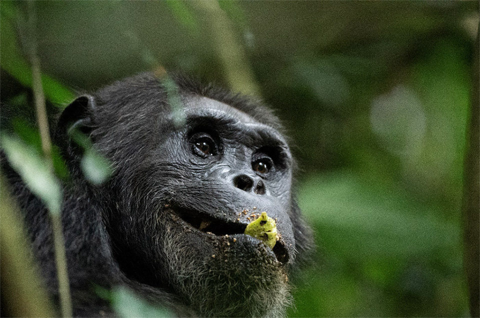 Chimpanzees